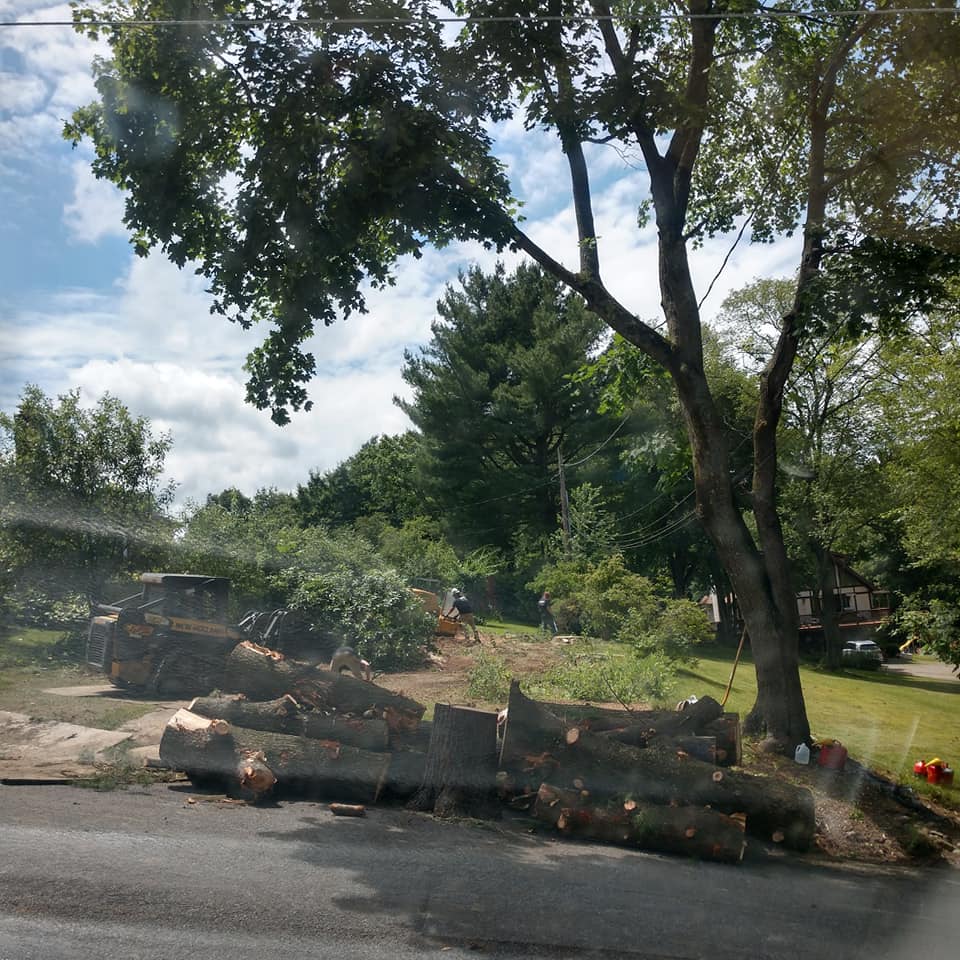 Damaged Tree Branches — Removed Trees in Curwensville, PA