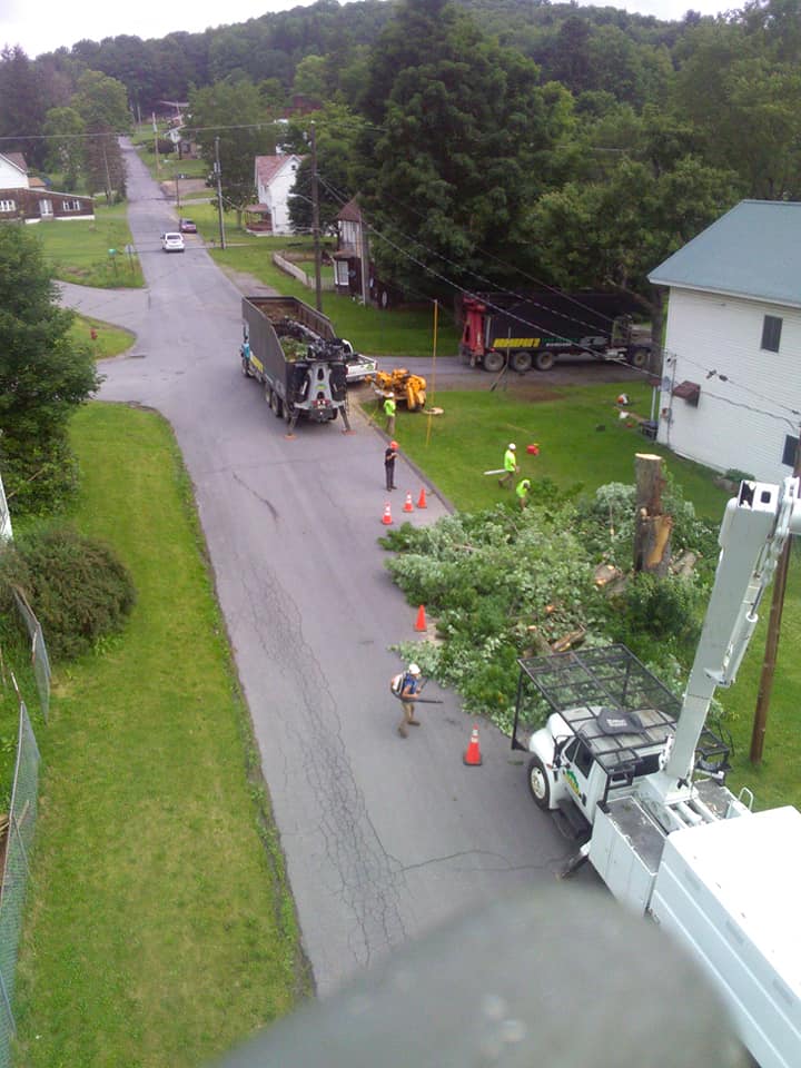 Cutted Trees — Curwensville, PA — Arbor Pros, LLC
