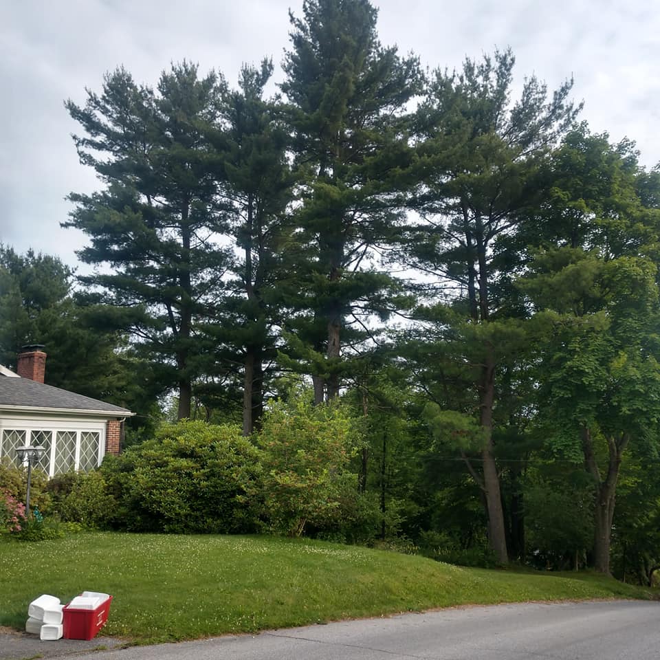 Tall Trees — Curwensville, PA — Arbor Pros, LLC