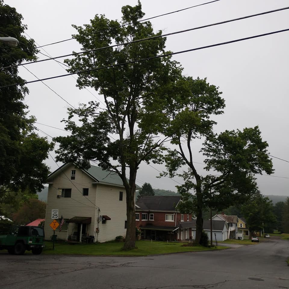 Residential Stump Grinding — Residential Houses with Trees in Curwensville, PA