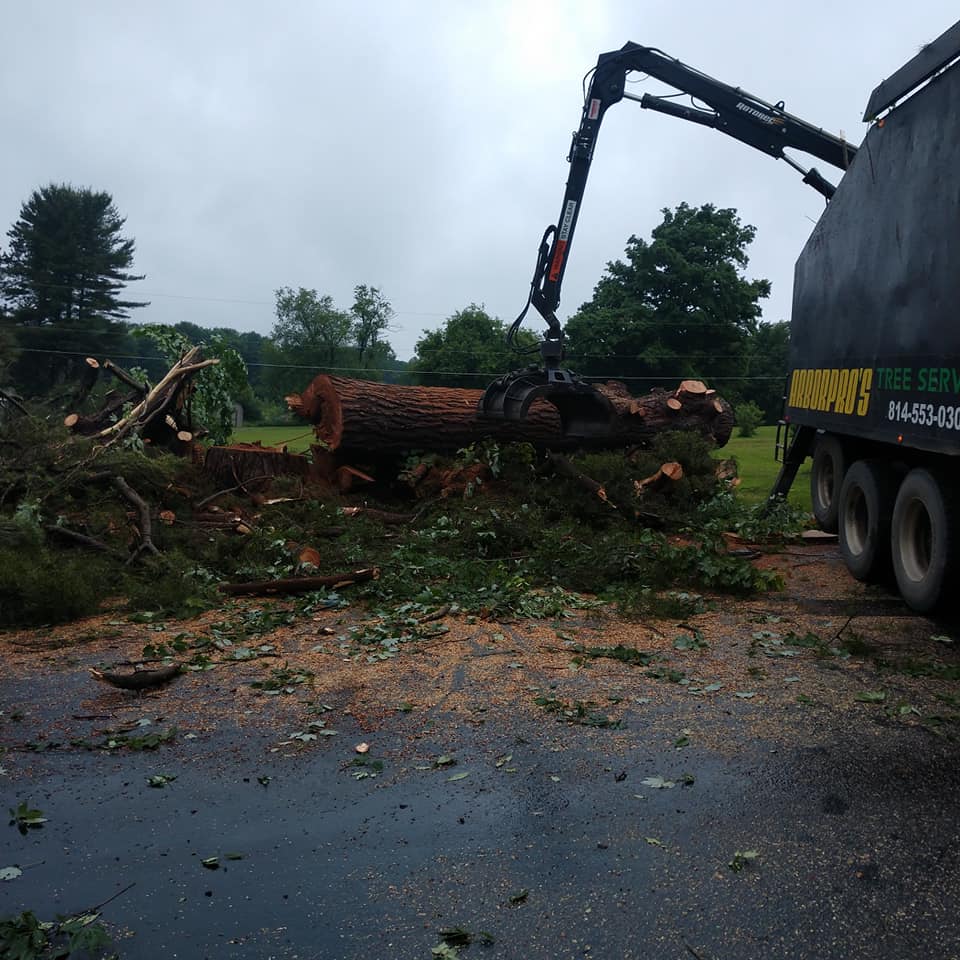Land Clearing — Removing the Trees in Curwensville, PA