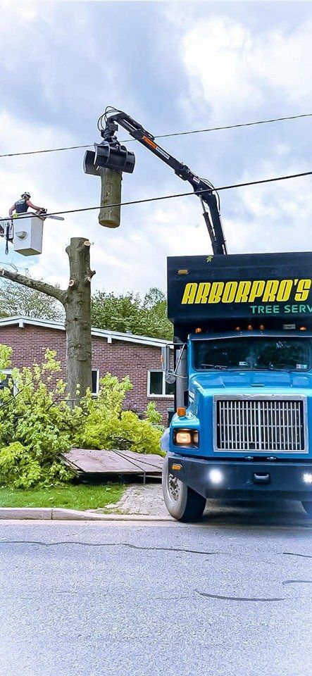 Man Cuts the Tree — Curwensville, PA — Arbor Pros, LLC
