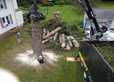 Tree Service — Tree Removal Service in Curwensville, PA