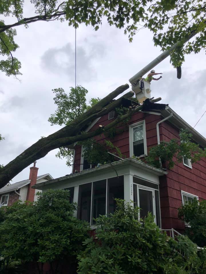 Tree Diagnosis — House with Trees in Curwensville, PA