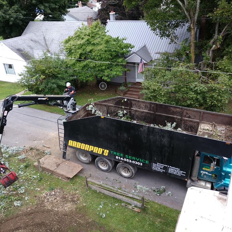 Worker Prunes the Trees — Curwensville, PA — Arbor Pros, LLC