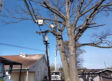 Tree Pruning — Tree Pruning Service in Curwensville, PA