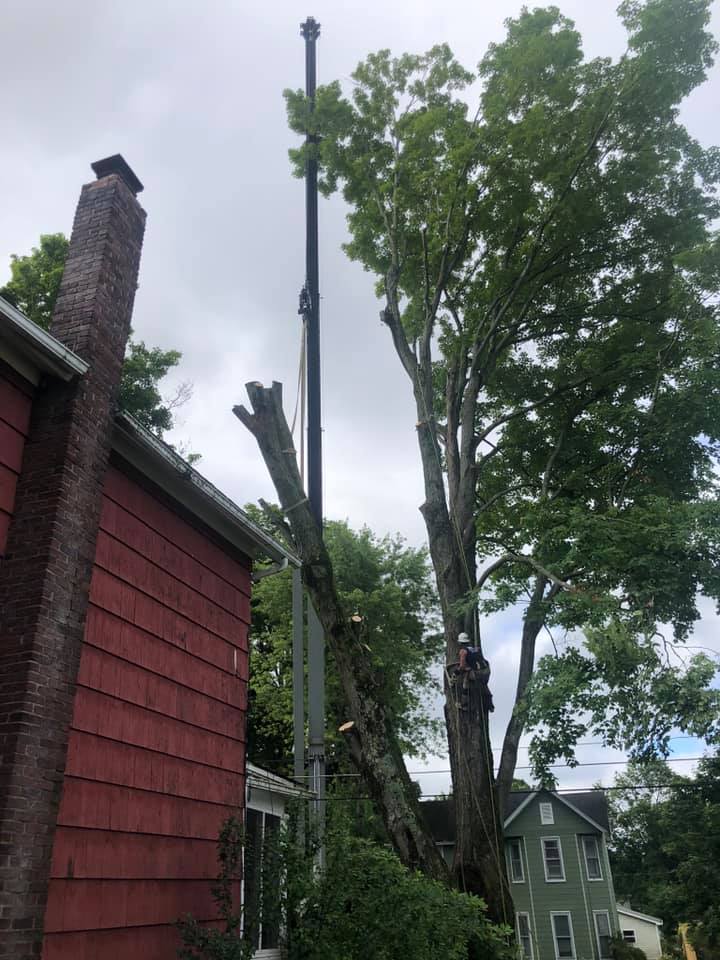 Man Cutting the Trees — Curwensville, PA — Arbor Pros, LLC