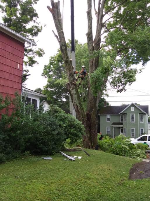 Sawing Very Tall Tree — Curwensville, PA — Arbor Pros, LLC