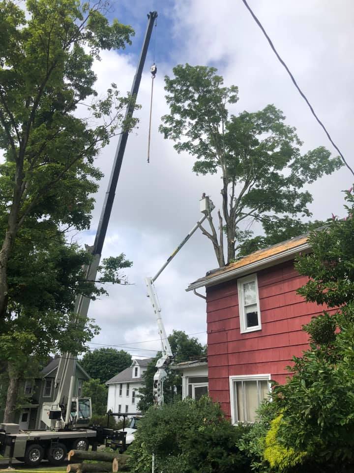 Tree Topping — Removing the Tree Beside the House in Curwensville, PA