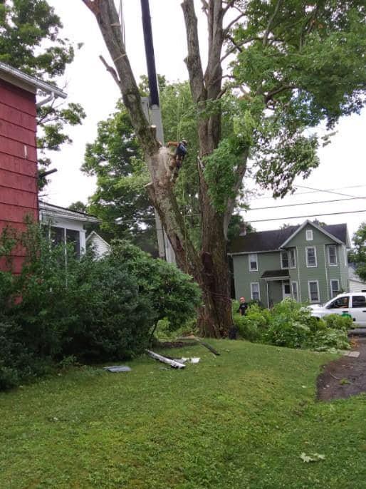 Branches Removal — Curwensville, PA — Arbor Pros, LLC