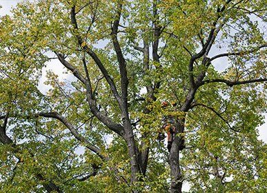 Tree Trimming — Tree Trimming Services in Curwensville, PA