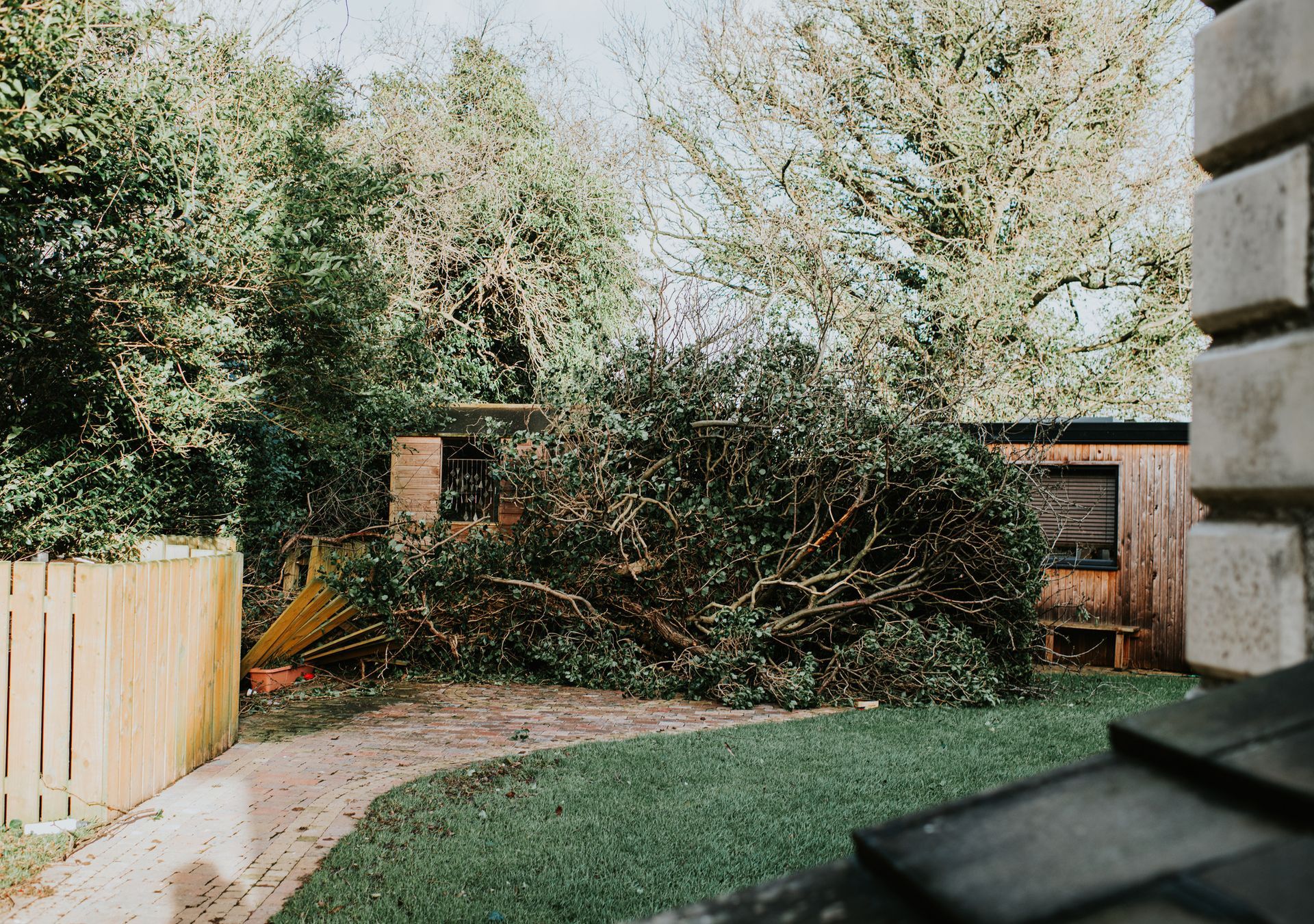 Large fallen tree blocking a garden path near a wooden shed.
