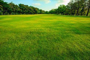 A large lush green field with trees in the background.
