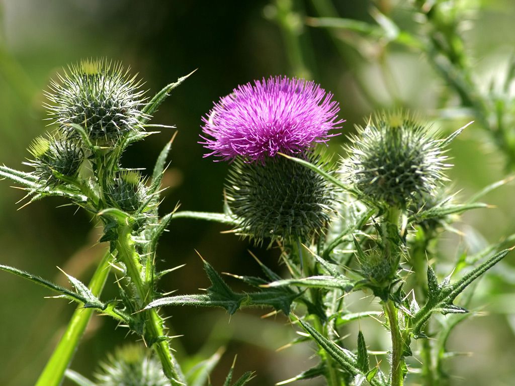 Weed Control Services In Albuquerque | Pre & Post Emergent Lawn Solutions