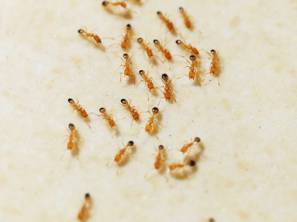 A Comprehensive Guide To Insects & Rodents In Albuquerque NM