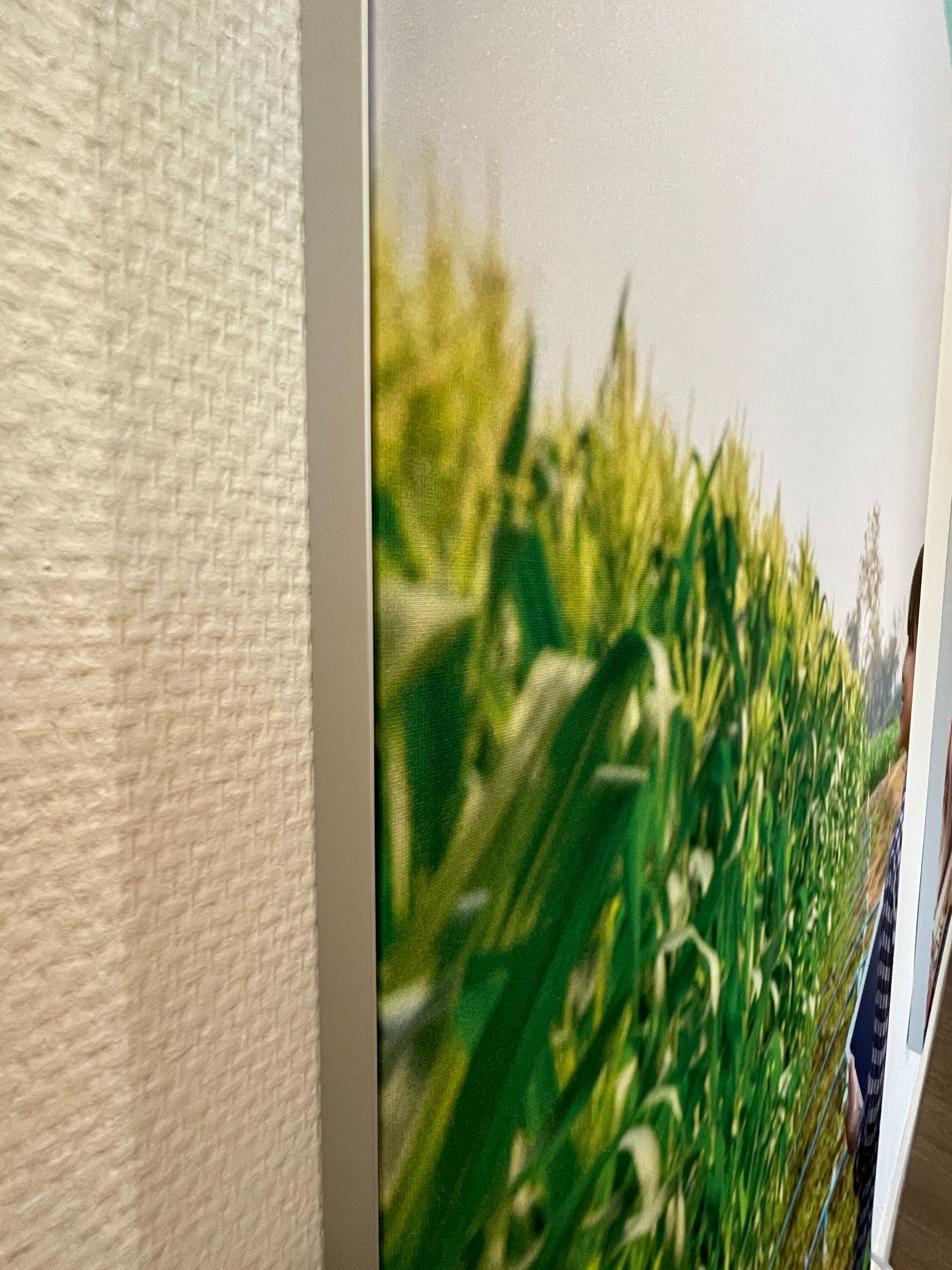 Een zijaanzicht van een ingelijste prent met een groen maïsveld tegen een heldere, lichtgekleurde hemel.