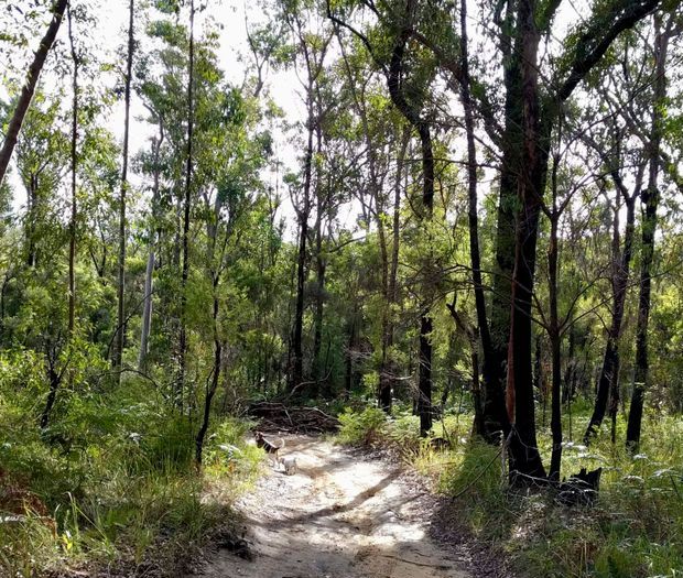 A Dirt Road in the Middle of a Forest — Chad Warrington Plumbing In Salamander Bay, NSW