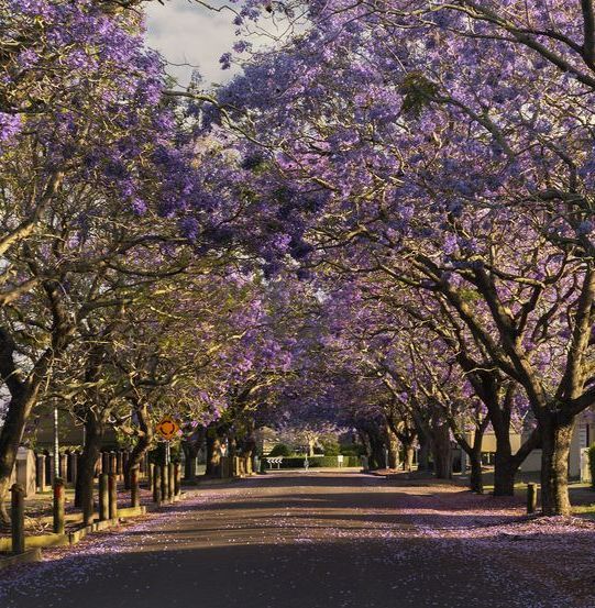 A Row of Trees With Purple Flowers on Them — Chad Warrington Plumbing In Raymond Terrace, NSW