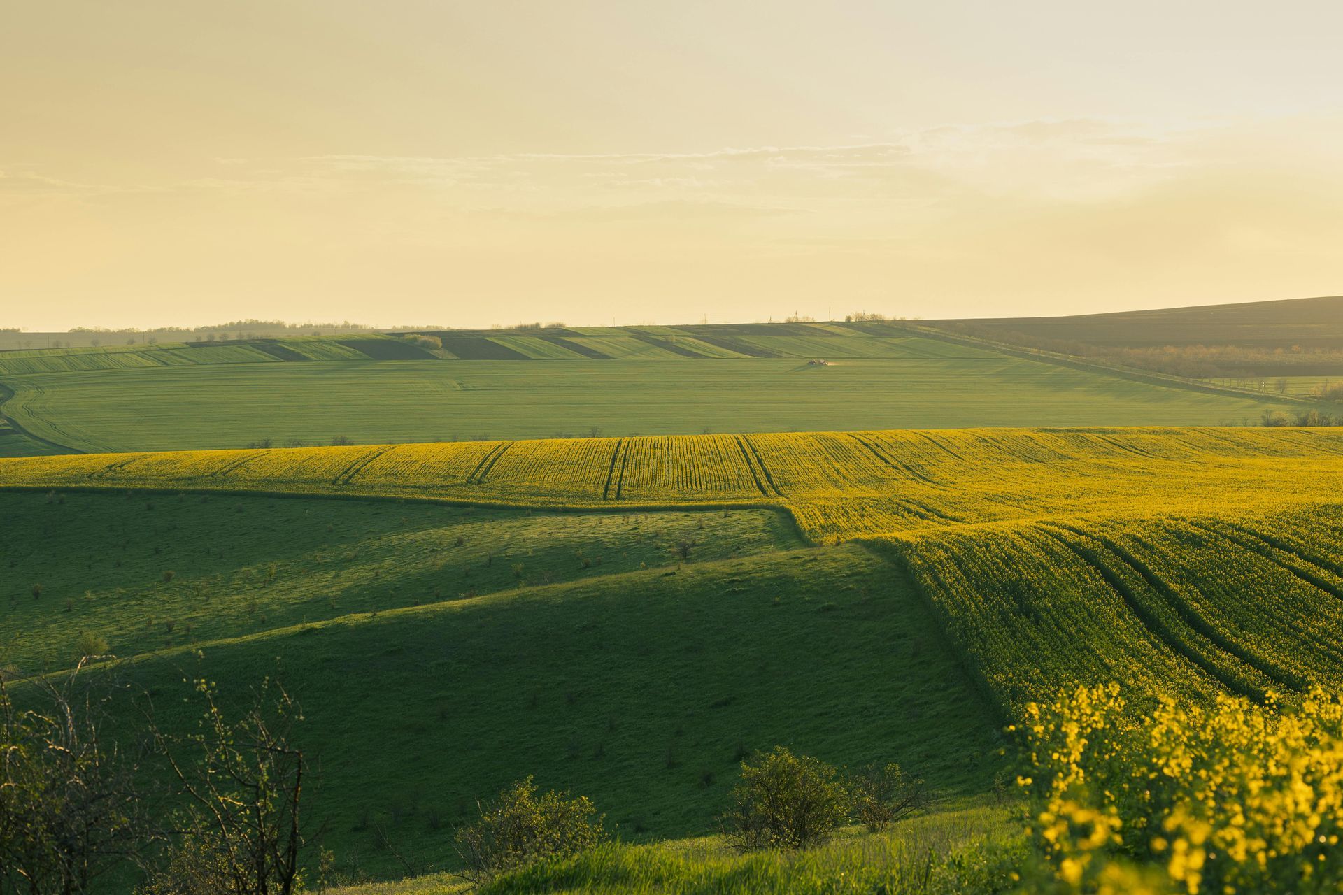 A field of yellow flowers is surrounded by green fields.