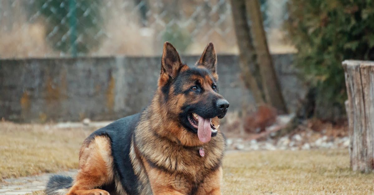 A german shepherd dog is laying on the ground in the rain.