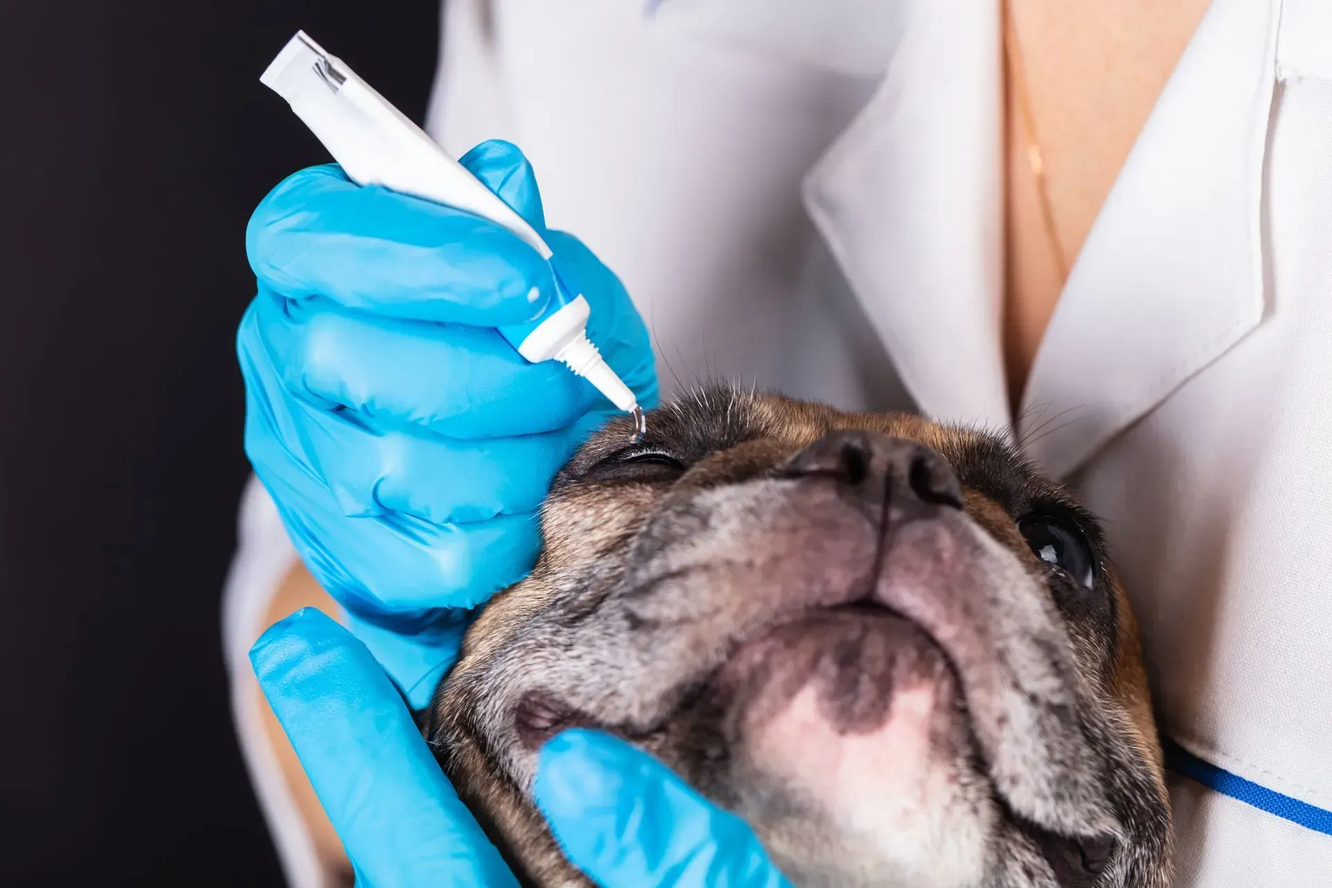 Vet giving eye drops to a bulldog