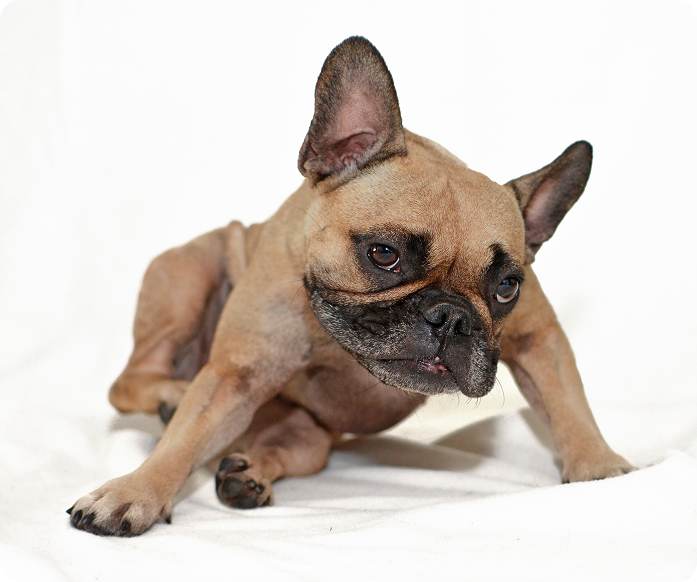 A small French Bulldog sitting on a white blanket'