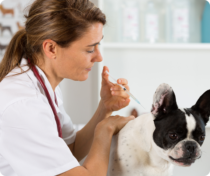 A French Bulldog pup about to get a vaccination in the back of the neck