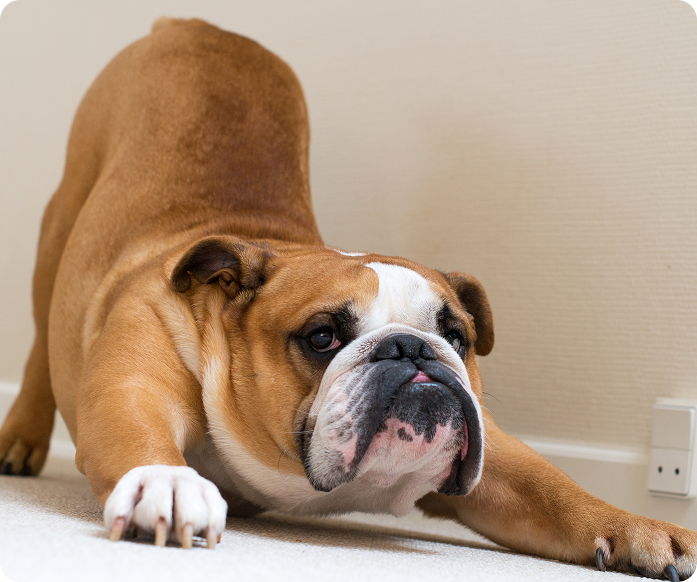 A bulldog stretching its back
