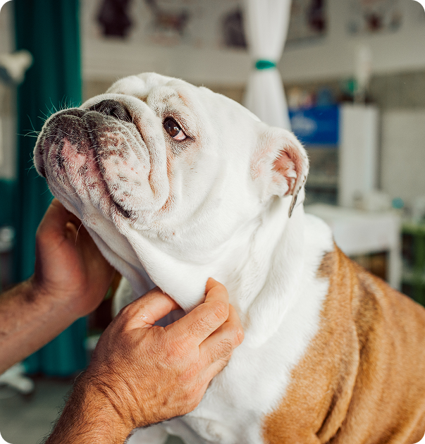 A bulldog on the operating table with a tube in its mouth