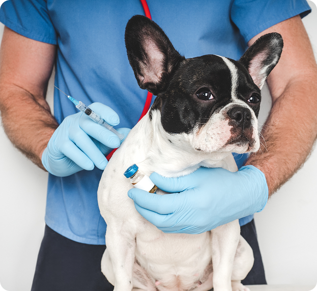 A male vet holding a French Bulldog and preparing a vaccination