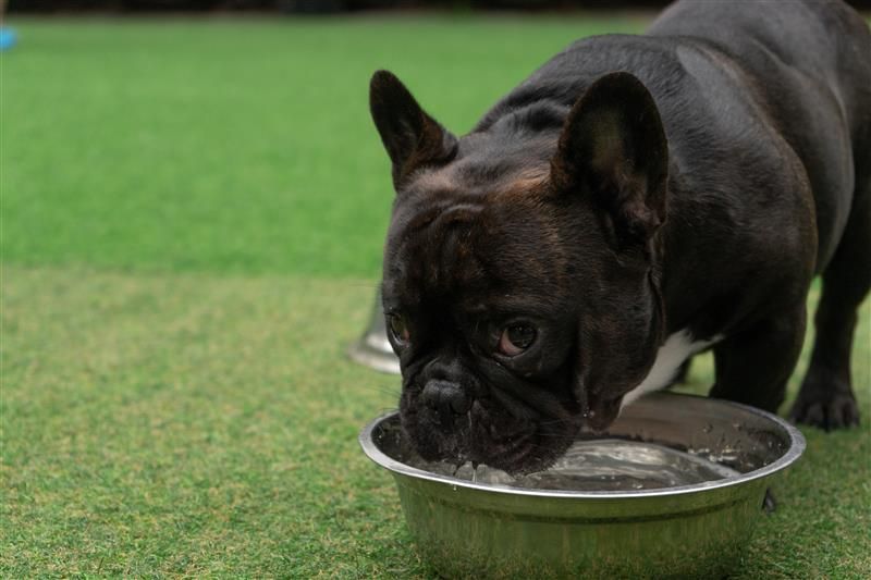 Bulldog drinking from a water bowl