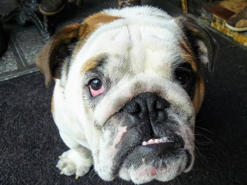 Close up of a bulldog with cherry eye