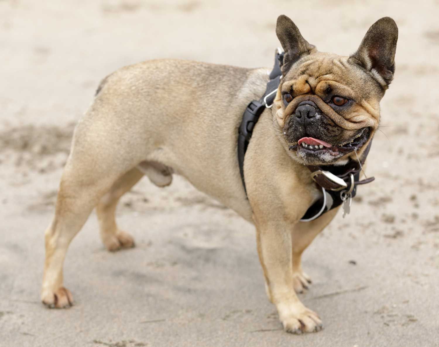 rench Bulldog standing on sandy beach wearing a harness, with visibly narrowed nostrils and heavy skin folds around the face — classic signs of brachycephalic airway obstruction syndrome (BOAS)