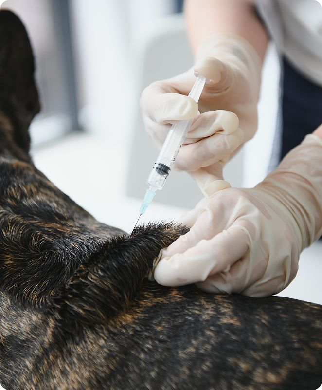Close-up of a needle going into the scruff of a dog's neck