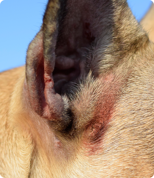 Close-up of a bulldog's red ear after an allergic reaction
