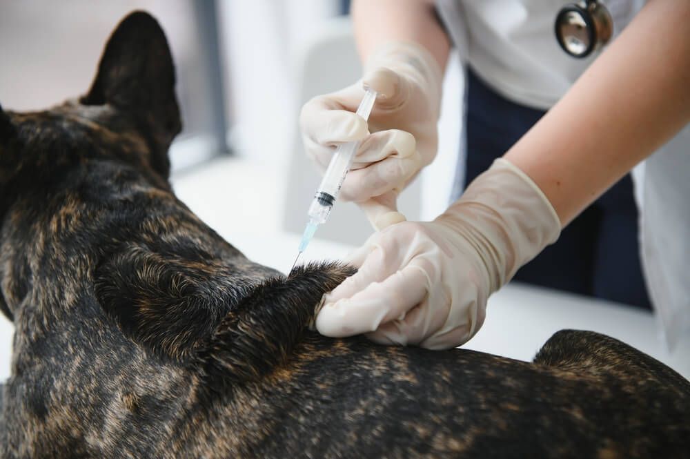 A veterinarian is giving a dog an injection with a syringe.