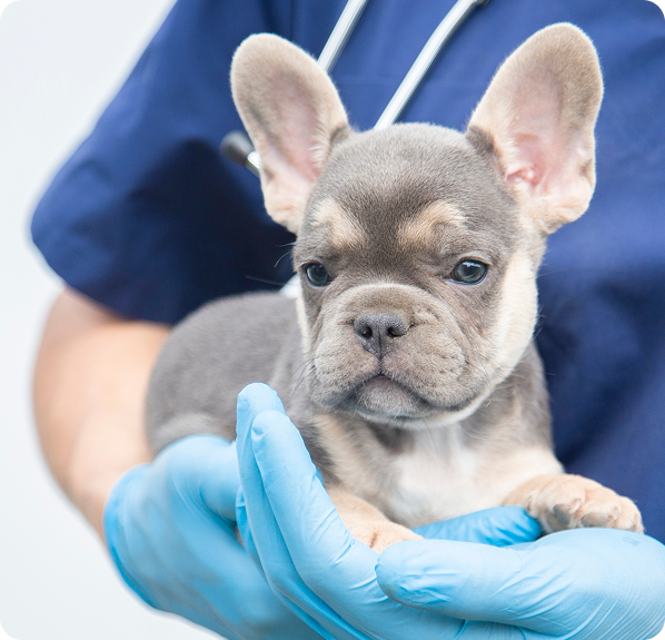 A vet wearing blue gloves holding a French Bulldog pup
