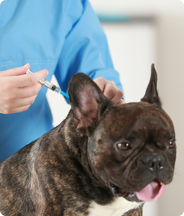 A French Bulldog getting a steroid injection in the back of the neck