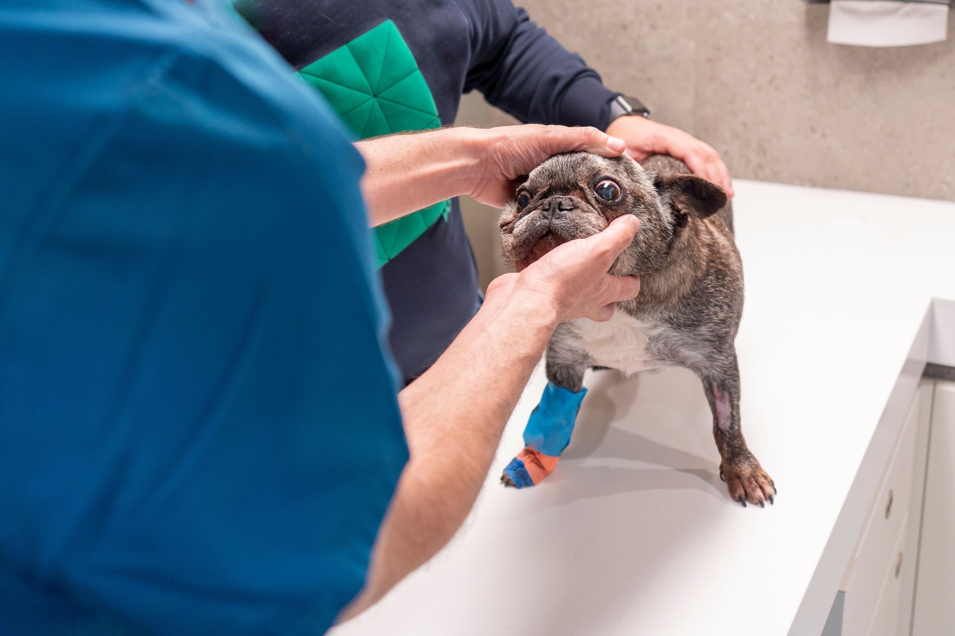 A vet examining a bulldog's swollen eye