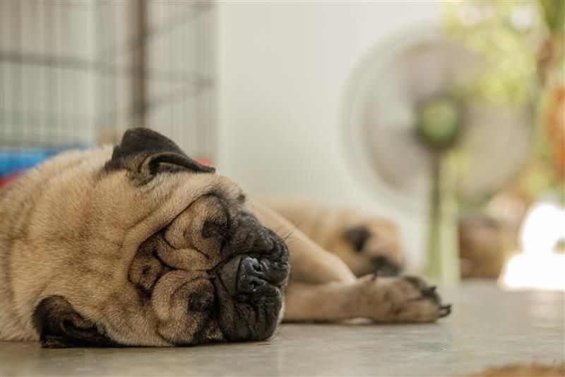 A pug lying in front of a floor fan