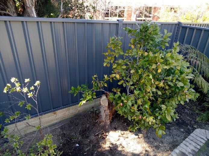 A small tree is growing next to a fence.