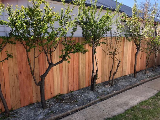 Timber fence with a line of trees planted alongside