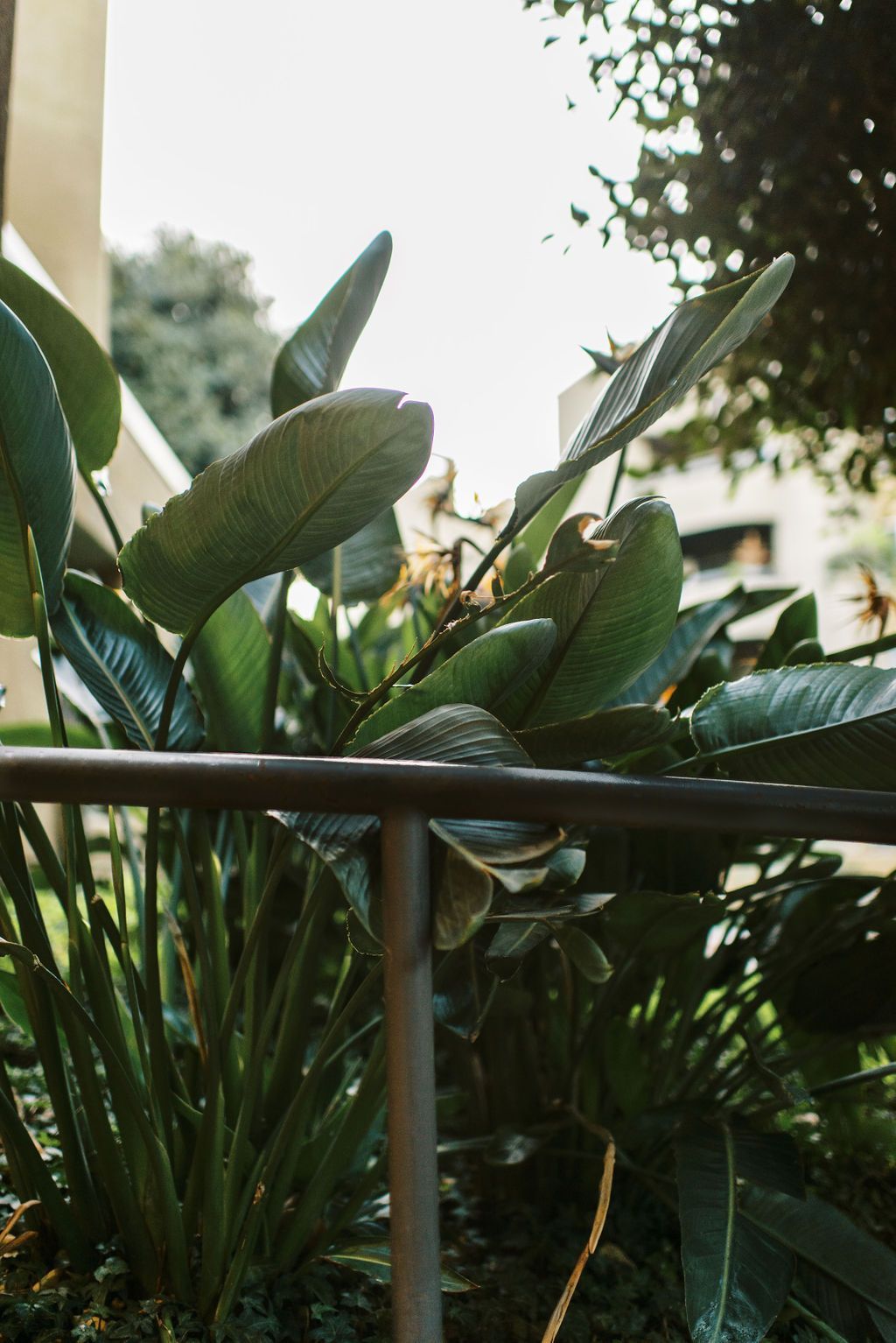 a plant with large leaves is behind a metal railing