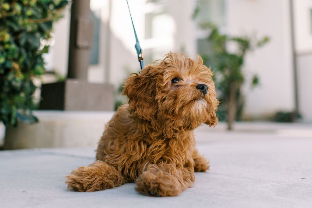 a small brown dog on a leash looking up