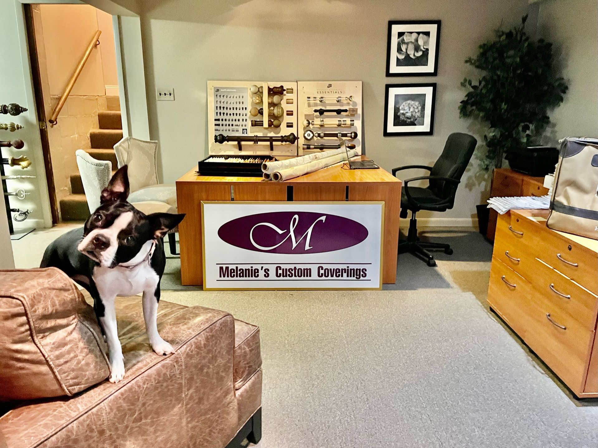 Boston Terrier sits on a leather couch in a home office; desk with logo, stairs, and a tree.