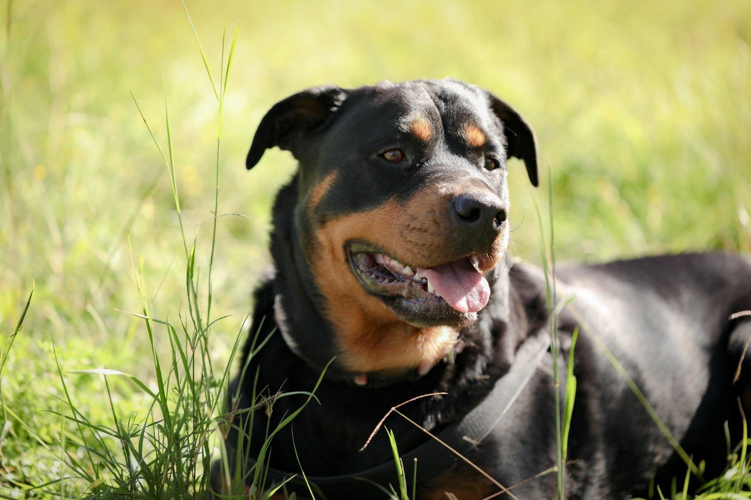 A rottweiler dog is laying in the grass and looking at the camera.