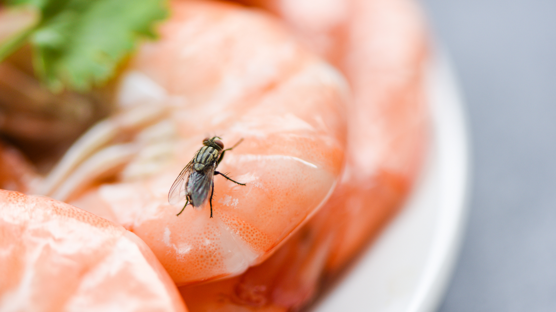 Fly on a pink shrimp in a white bowl