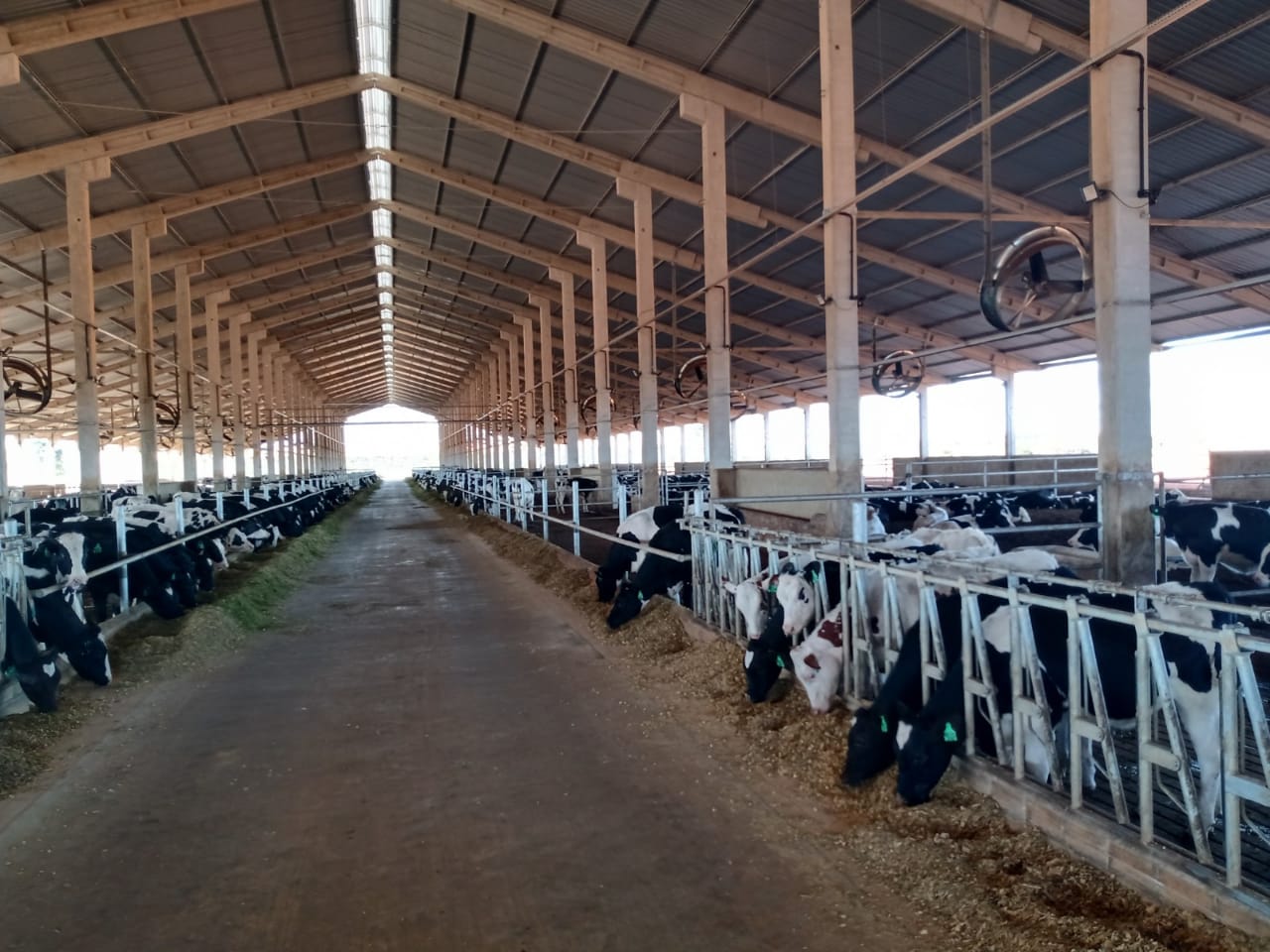 ganhos com o Compost Barn