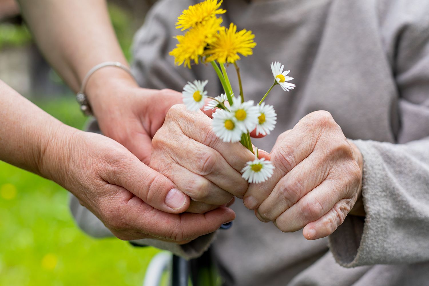 Two hands holding small yellow and white wildflowers in a green outdoor setting