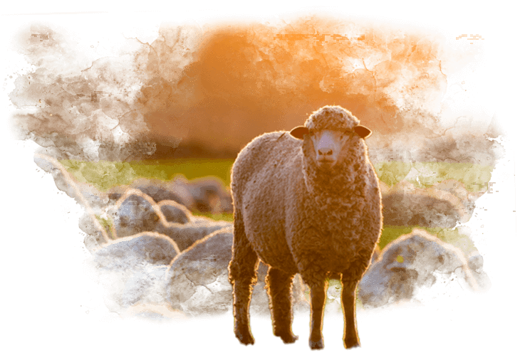 A sheep is standing in a field with a herd of sheep in the background.